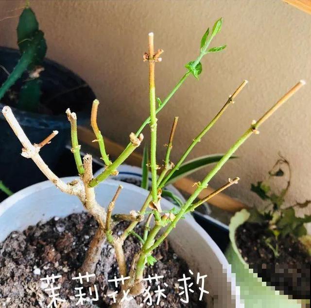 10月养花，这3点没注意，容易把花养死
