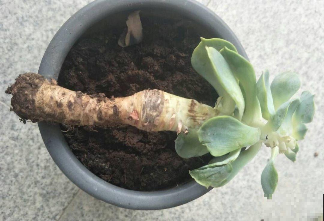 多肉出现4种信号，摆明了是要换盆，再晚秋天就不长了！