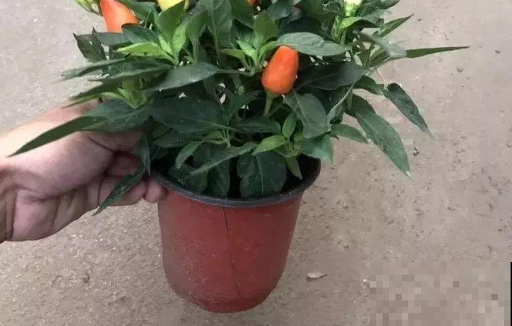 在家养花，这4点得弄明白，不然啥花也能毁在你手里！