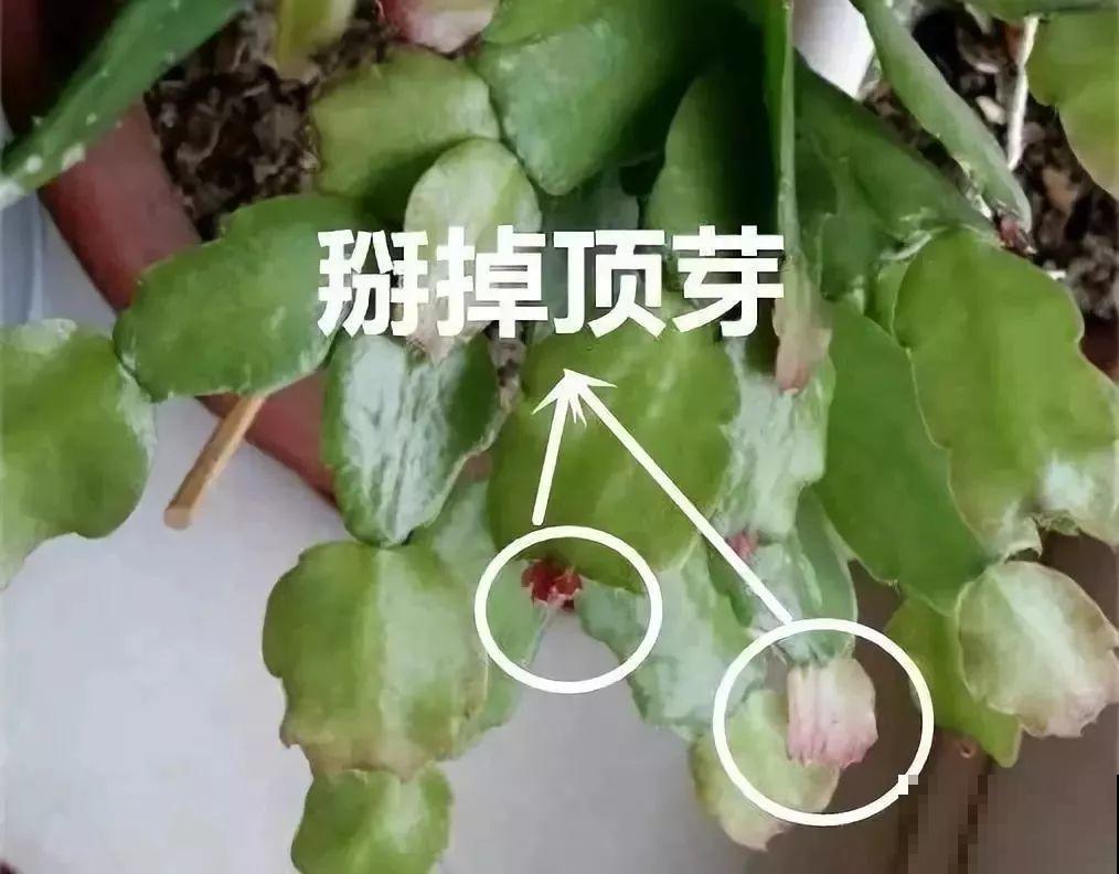 9月给天竺葵剪个短发，过冬前就能窜叶子，明年春天开成大花球！