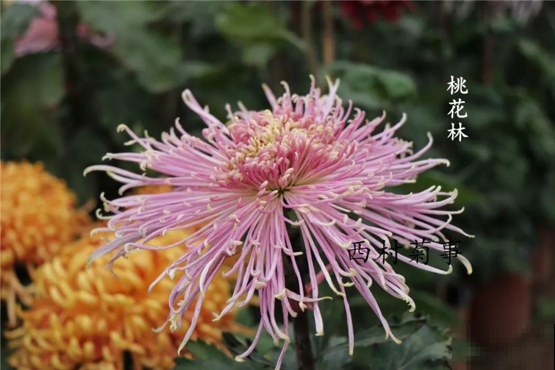 秋天啥花都可以不养，唯独这1种，100盆都不嫌多！