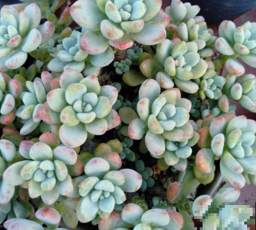 秋季是养多肉最好的季节，越晒越美，再不入手就晚了！