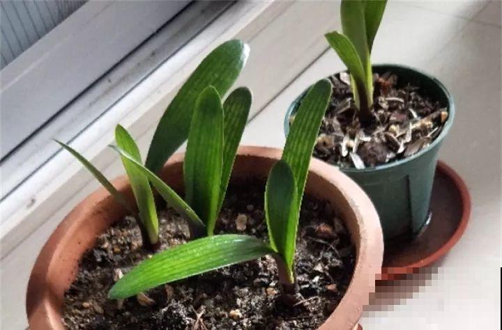 家里有这花，叶子沾灰不清洗，净化能力降到零！