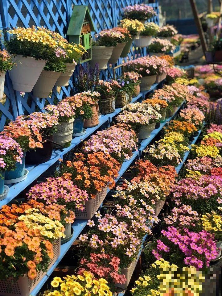 防盗窗上养这花，1个月开成花海，邻居都看花眼！