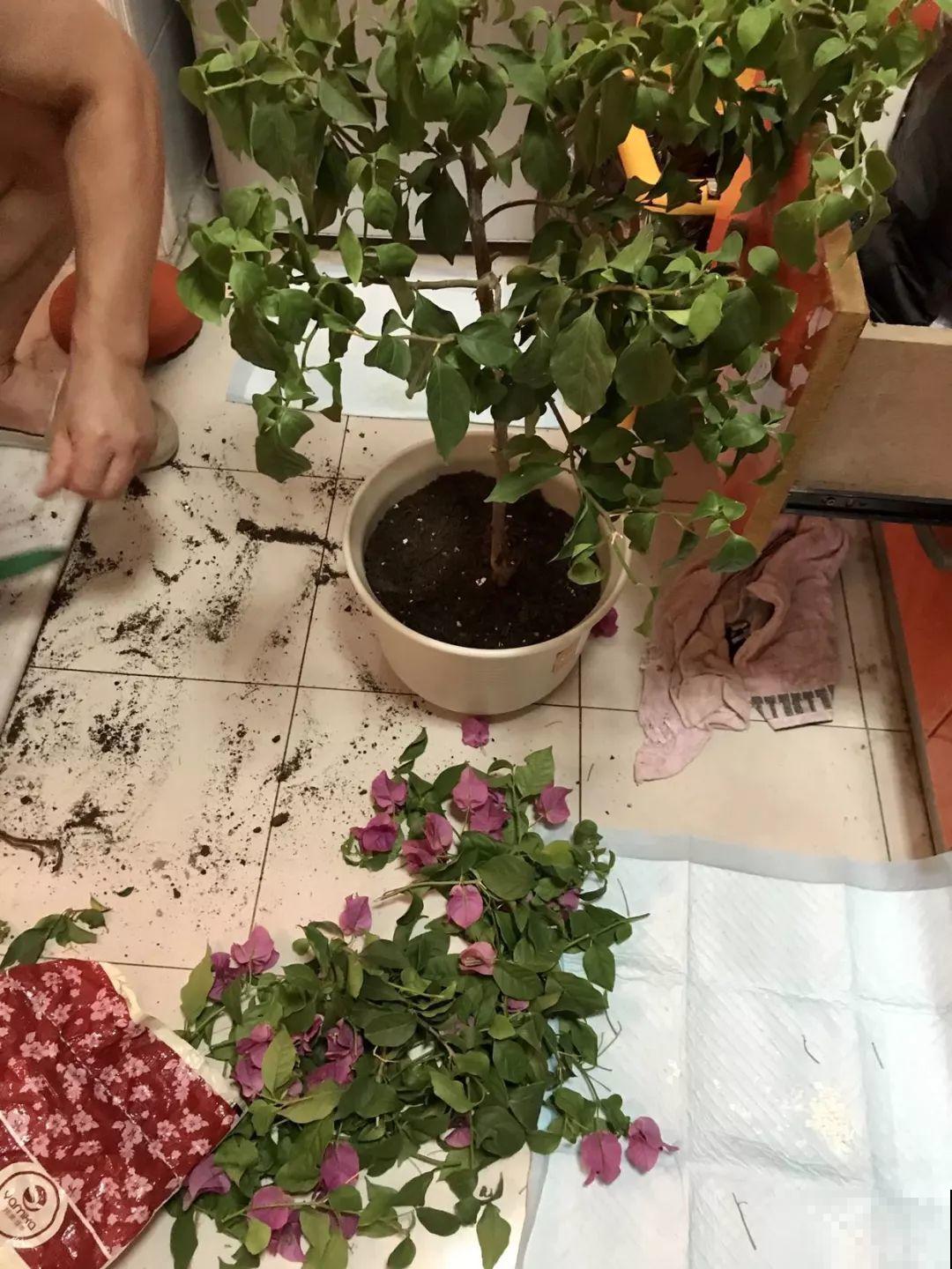 买回来就死翘翘，注意好这一点，开得比花店里还好