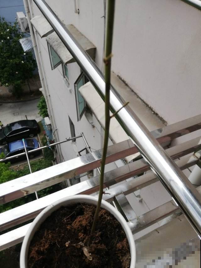 新手养花最担心什么？记得选择枝条长的花，不用担心被花店老板骗