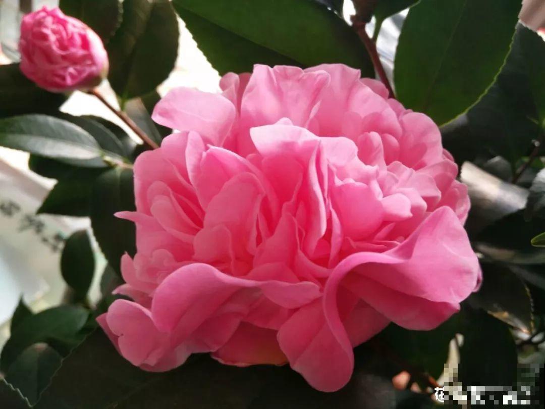 这花一开，赛过所有香水，花苞摘一摘还能泡水喝！