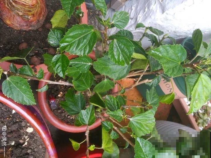 这花一年四季都在开，堪称劳模，可别买到假货！