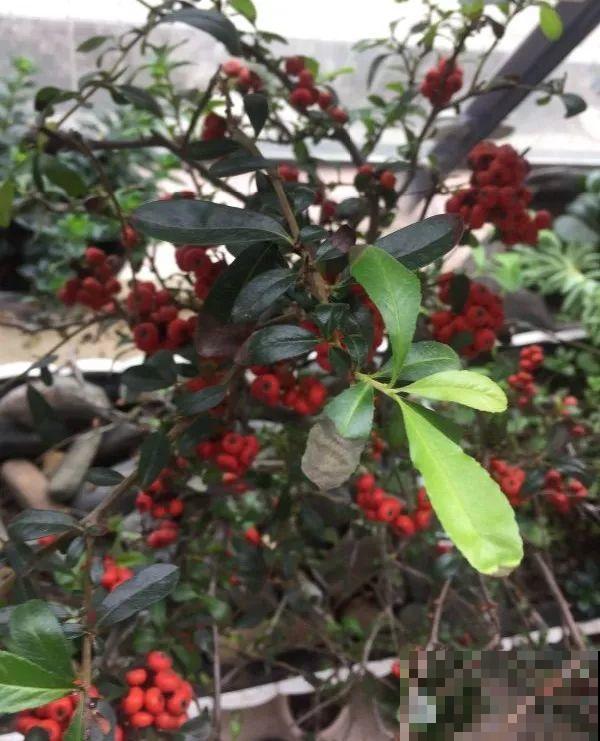 这花结满红果子，比菊花都好看，越养越上瘾！