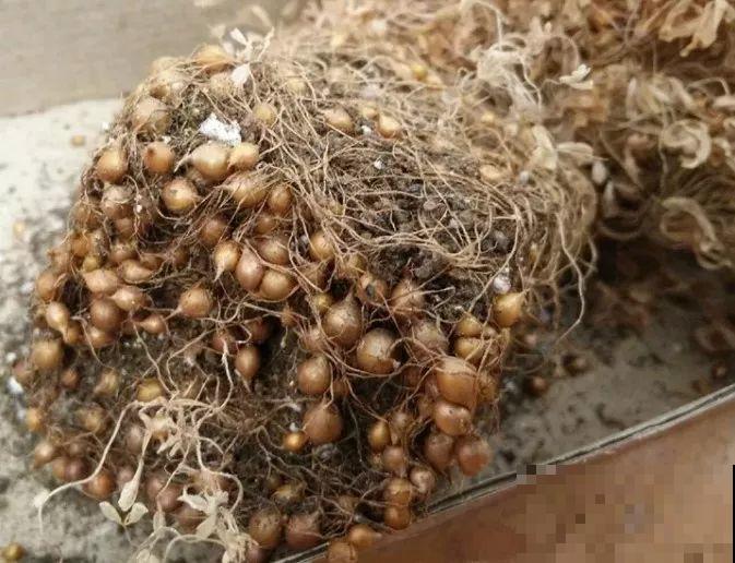 防盗窗上养这花，1个月开成花海，邻居都看花眼！