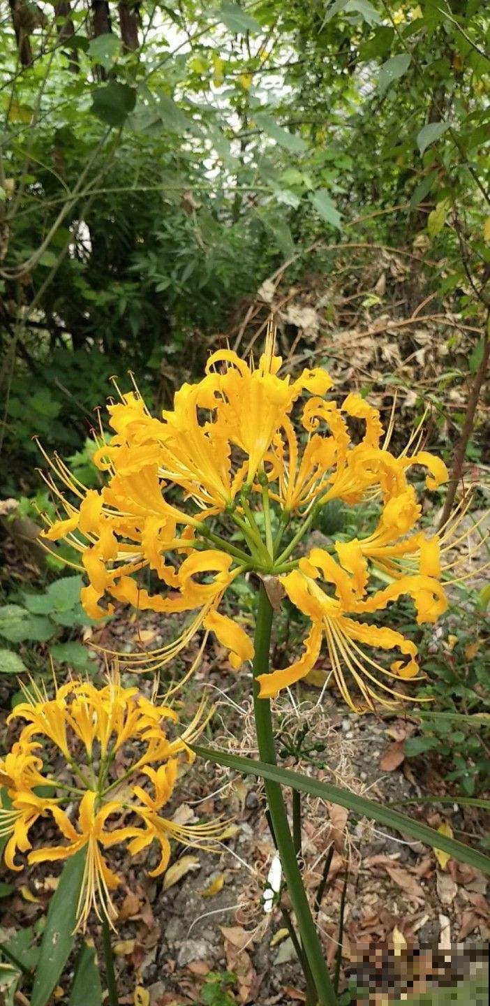 这花名字独特，秋天赏完金黄大花，满地的种子任你捡！