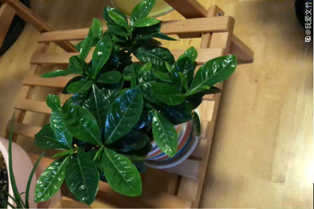 这花喜湿怕干，但指的是喷而不是浇，难怪养养就烂根了！