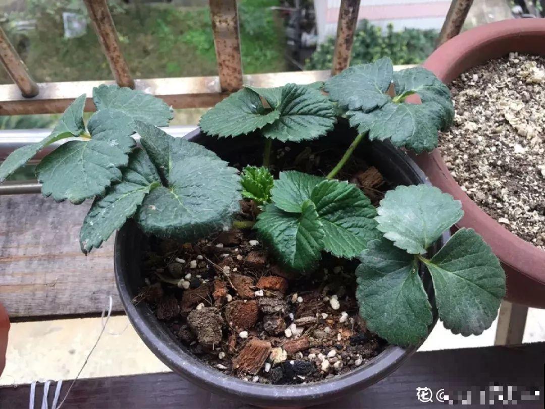 草莓苗买一棵，年年结果有的吃，红彤彤一片看着就喜人！