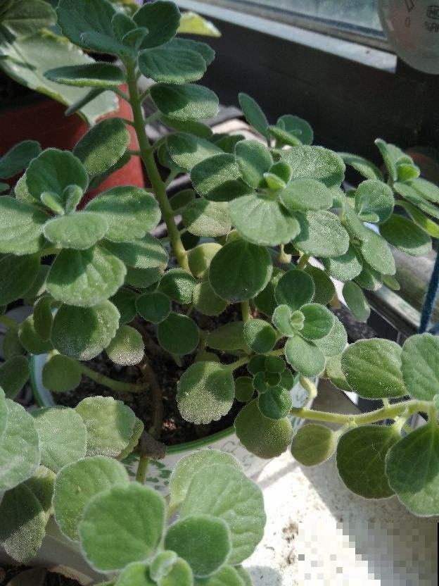 这花一碰就一股青苹果味，叶子翠绿肉嘟嘟，清新可爱惹人疼！