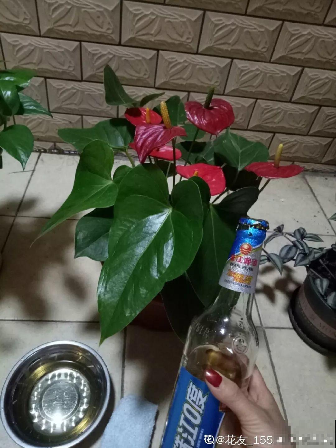 一朵花开了10个月，老妈非说是假花，幸好没拔！