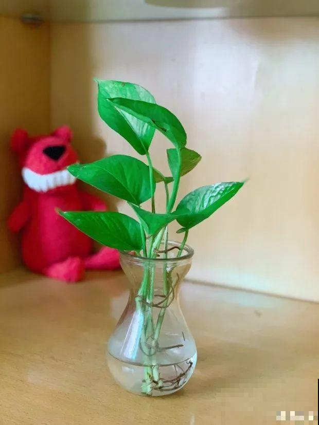 给花换个时髦养法，天天浇水都不怕，养10年都没问题！