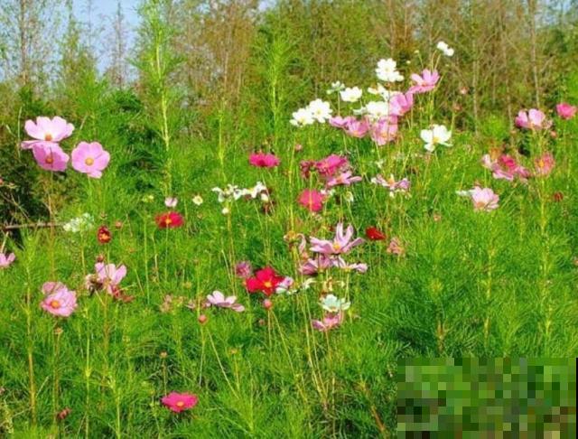 秋天公园里面常见的花，看一眼就爱上，不如自己在家养一盆！