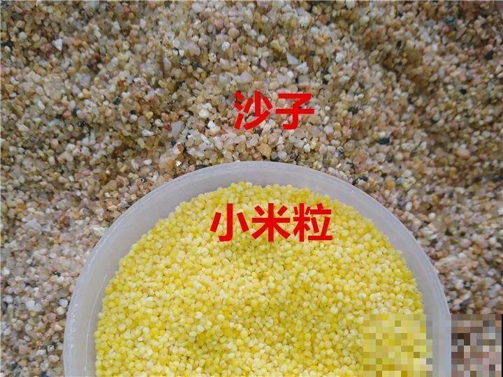 路边挖点沙子，刚好用来扦插长寿花，省钱还好用！