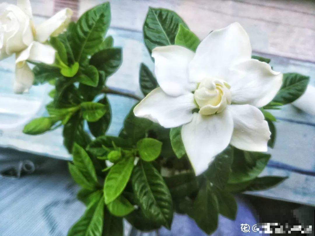 秋天别买这8种花，一回家就掉苞，养不活要后悔！