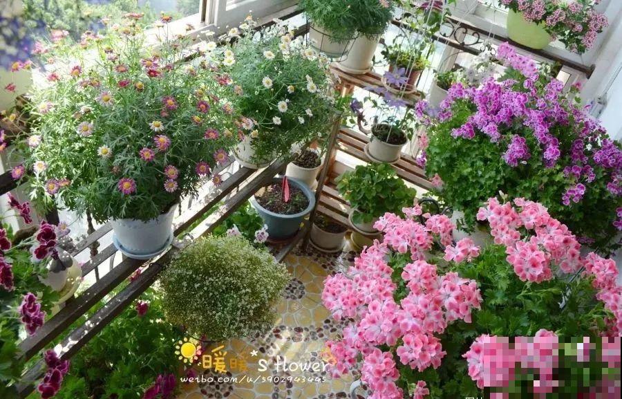 别嫌阳台小，种点花草，感觉真好！