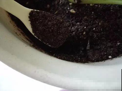 塑料瓶剪一半埋盆里，烂果皮菜叶随便扔，零臭味还不烧根！