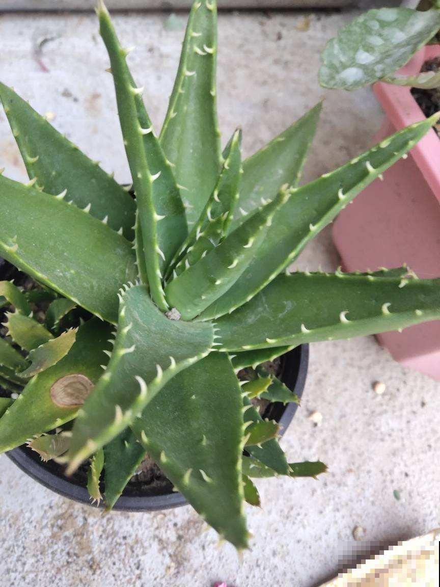 芦荟的几点养护技巧，土里加上碎瓦片，不愁长不好