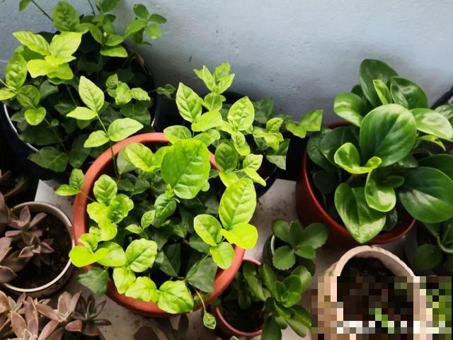 这种花秋冬这么养，明年开花成瀑布，现在明白还不晚