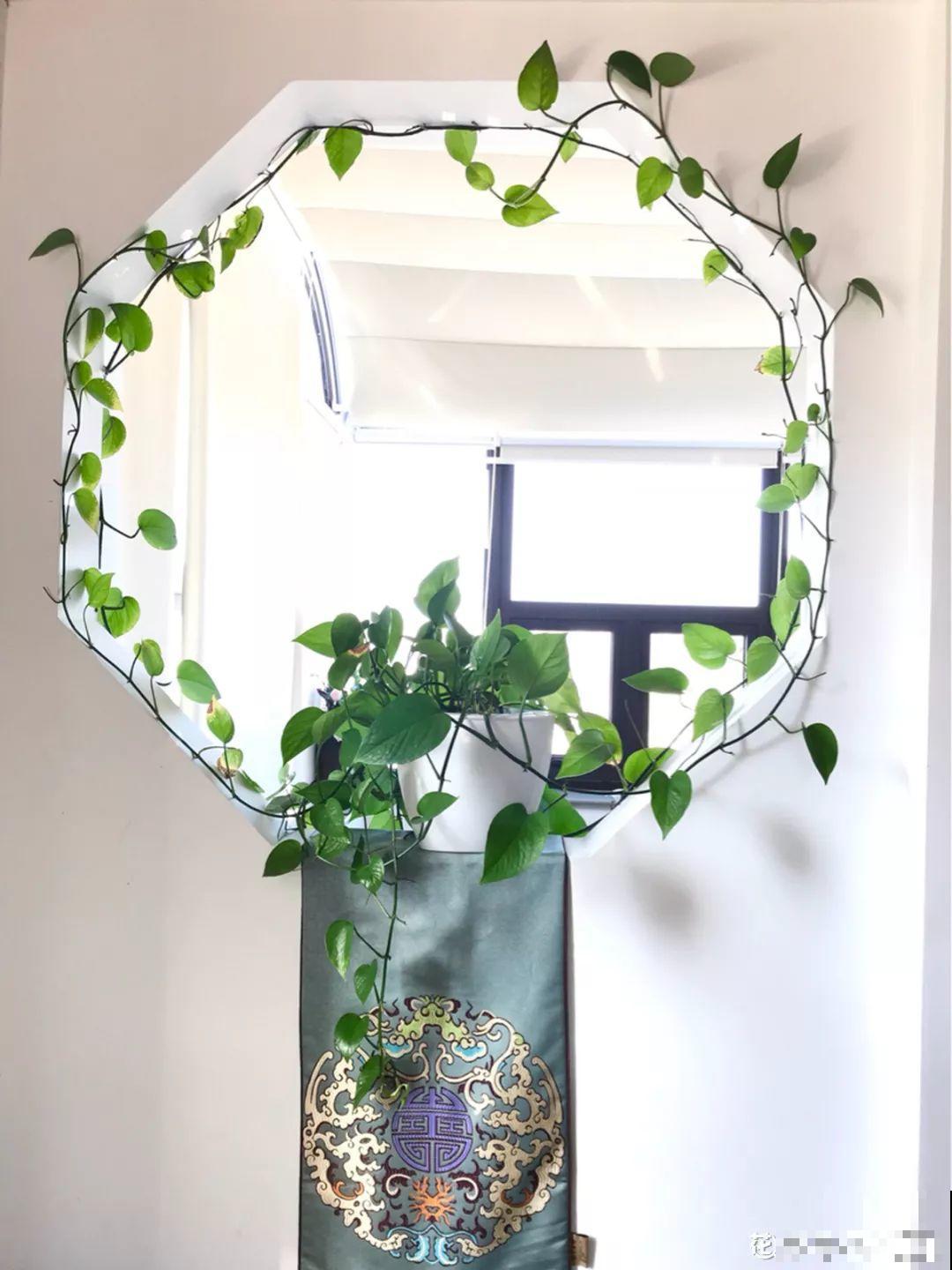 适合在角落里养的花，能水培能爬藤，屋里瞬间大变样！
