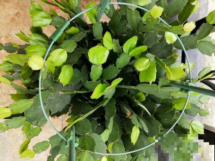 这花就是慢性子，开花都要人催，叶子该掐就得掐！