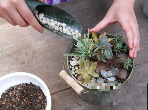 别光顾着买多肉，盆换不好，怎么养都不活！