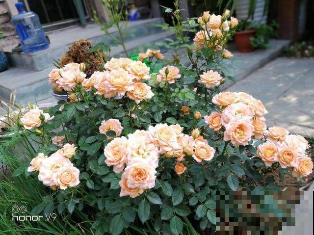 你还在担心植物营养不良？选对了品种，植物轻轻松松过两米
