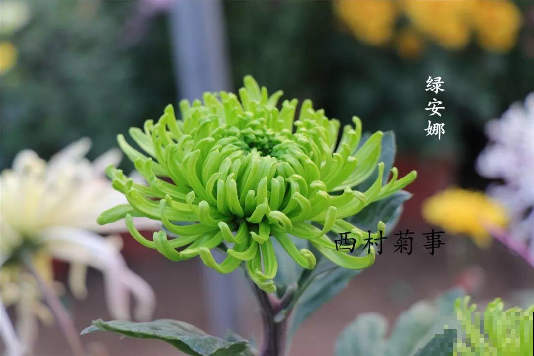 秋天啥花都可以不养，唯独这1种，100盆都不嫌多！