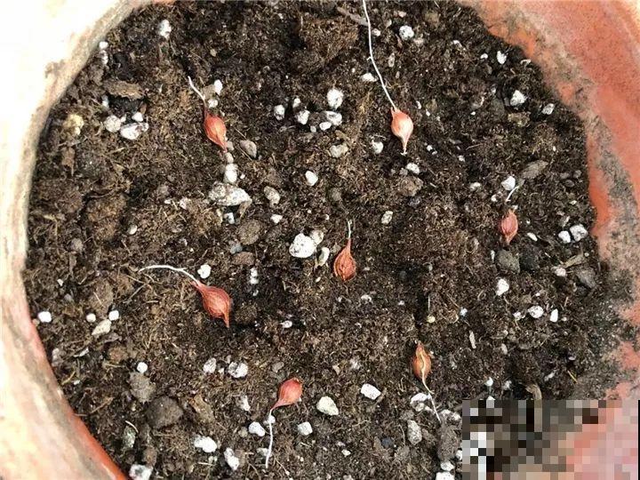 防盗窗上养这花，1个月开成花海，邻居都看花眼！