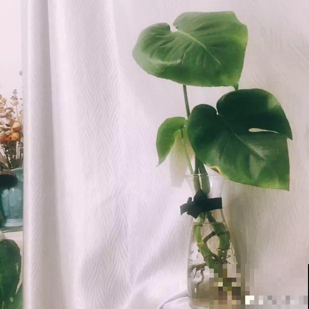 给花换个时髦养法，天天浇水都不怕，养10年都没问题！