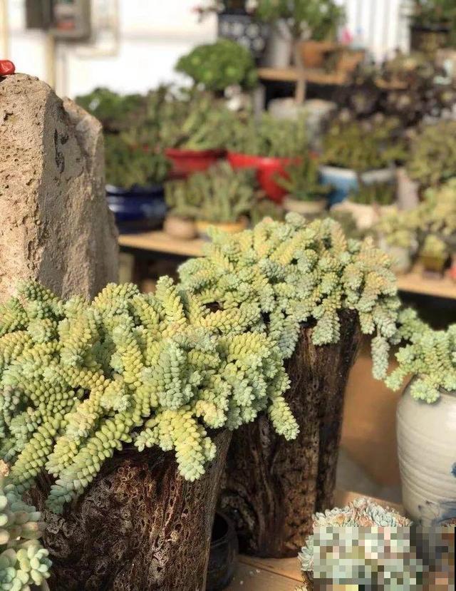 一排排的这种植物，整齐划一地放在阳台上，让人羡慕