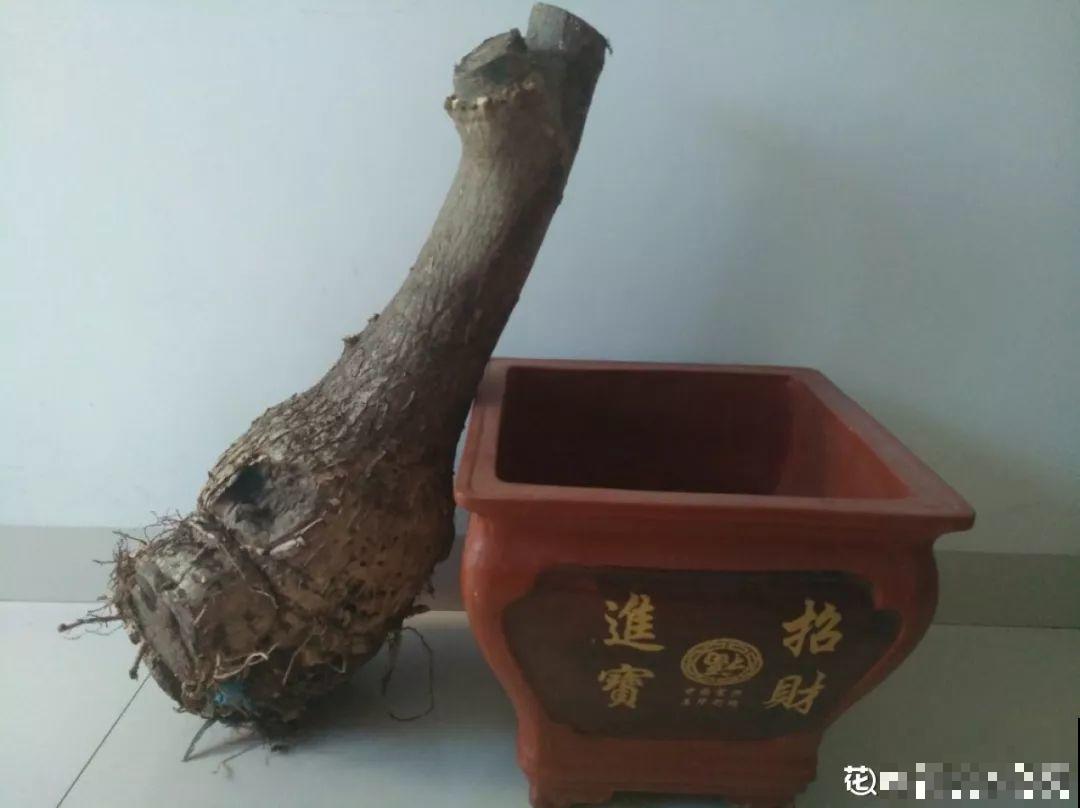 扔路边没人要的花，搬回家剃个头，俩月养成摇钱树！