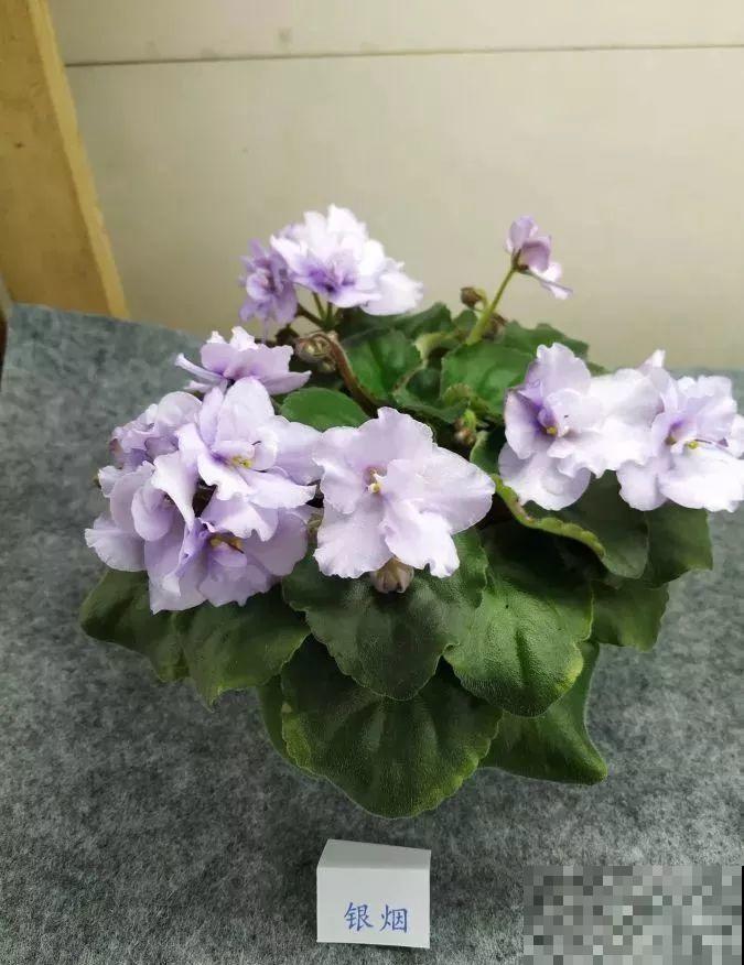 最耐阴的花就是它，光线弱也能开爆盆，越养越上瘾！