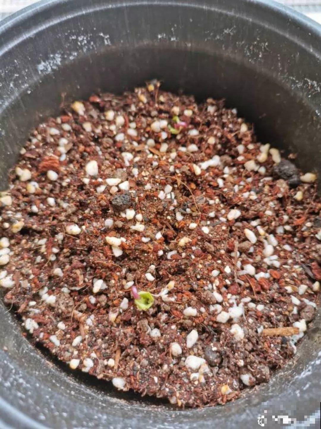秋天撒把种子，5天出芽2个月开花，呼呼爬成一面墙！