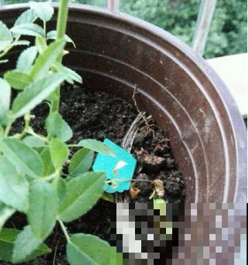 花还没开花苞却掉了，都是这原因闹的，赶紧就还来得及！