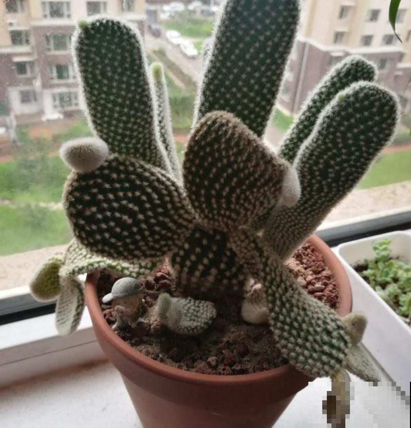 家里的花太多养不过来，养养这几种，不用精心打理就能爆盆！