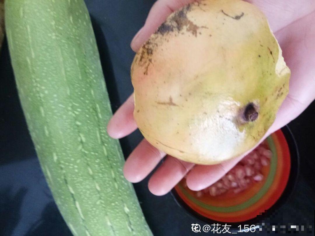 这花开得超喜庆，秋天挂满大红果，养在家里真有面儿