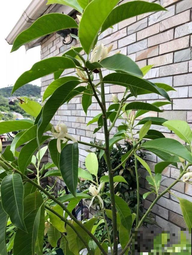 花香堪比香水，邻居大妈都追着问，眼馋极了