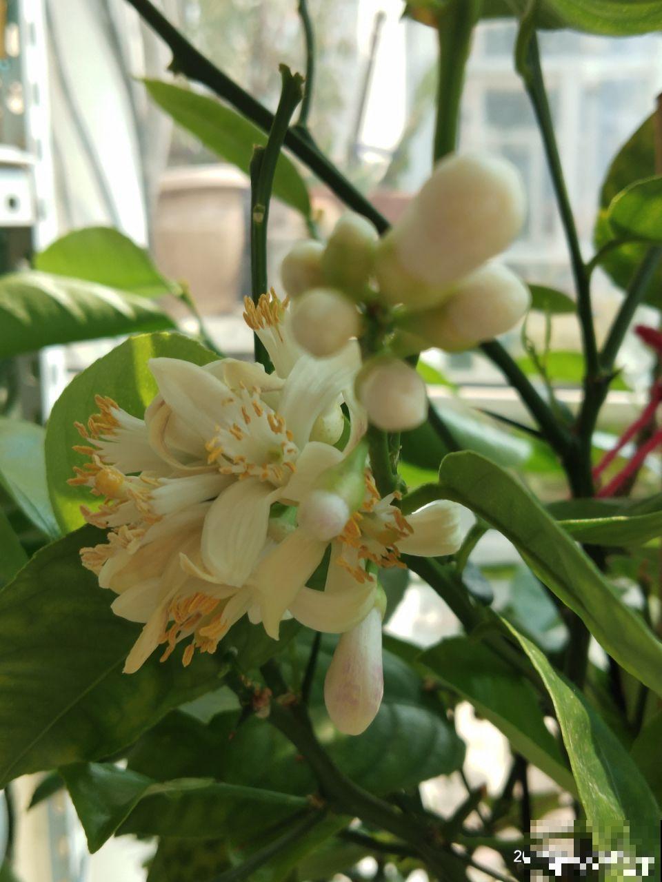 这花结满红果子，比菊花都好看，越养越上瘾！