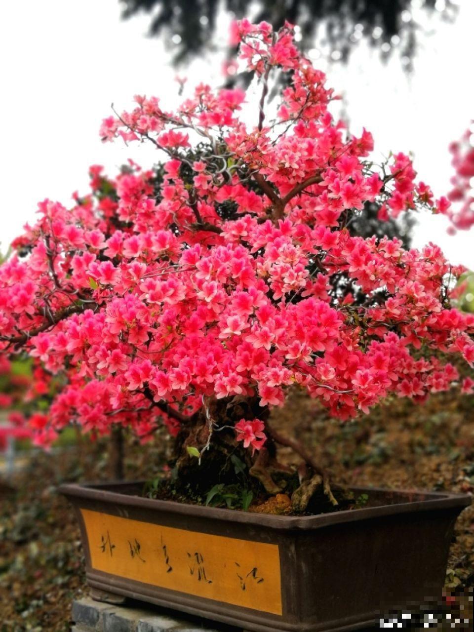 这花就得穷养，塞进小盆，少浇水，越长越旺