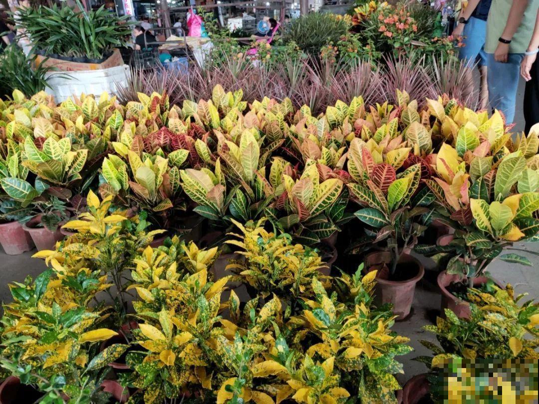 9月份逛花市，这花最好看、最好养，放心抱回家！