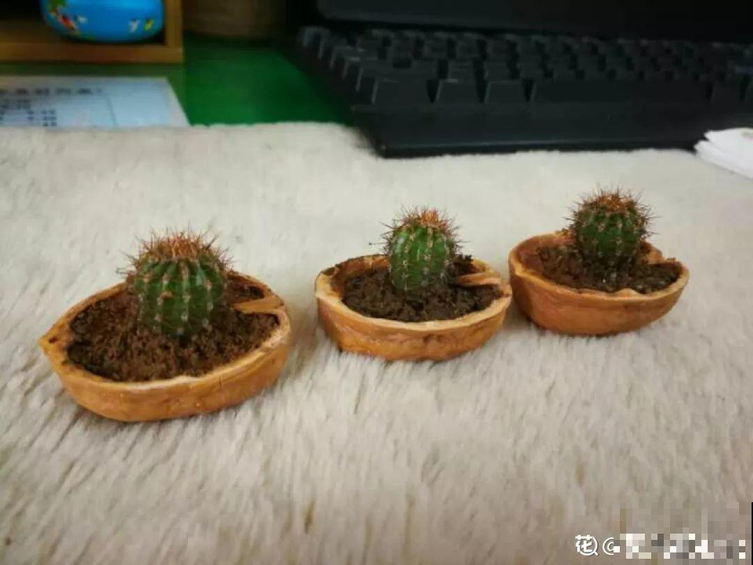 她把核桃敲个洞，放上多肉呼呼长，叶片饱满超精致！