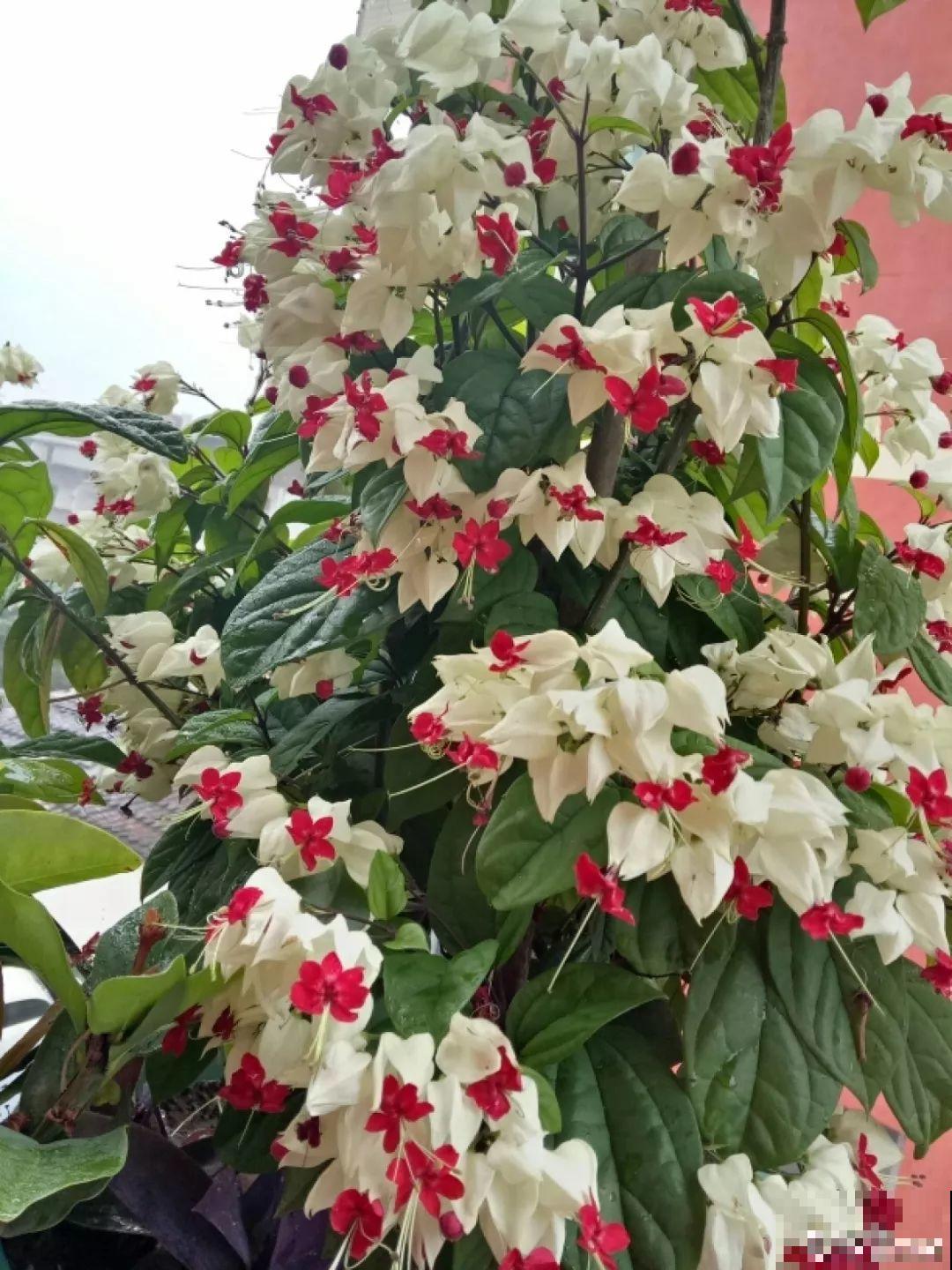 这花全年无休，能爬藤能开花，白珠子一个接一个！
