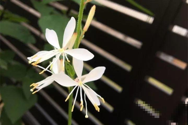 这10种花，看一眼就爱上，逛花市怎么能不买一盆！