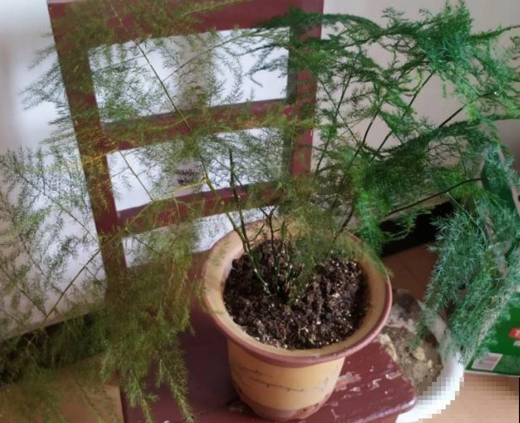 这就是你家文竹发黄的原因，想要改善，就得对症下药！