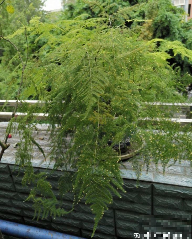 秋季容易“口渴”的花，多喷水少浇水，叶子绿得直滴油！